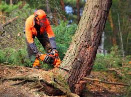 Best Emergency Tree Removal  in Shelter Island Heights, NY