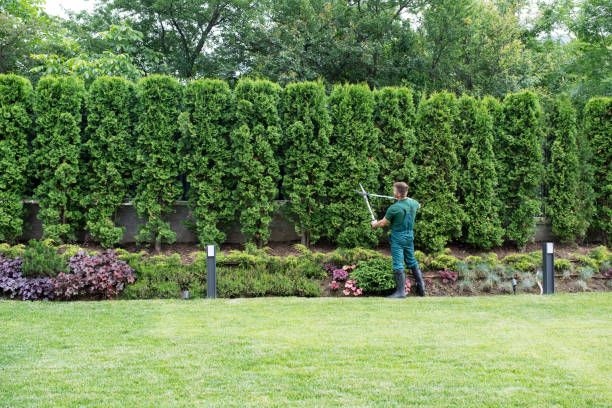 Best Lawn Disease Treatment  in Shelter Island Heights, NY