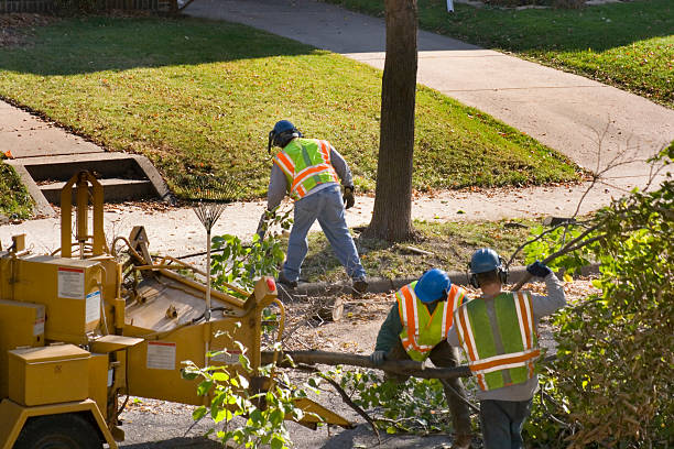 Best Tree Preservation Services  in Shelter Island Heights, NY