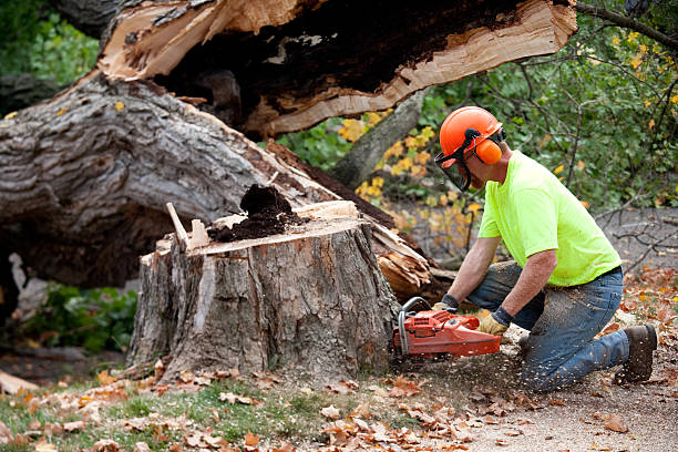Best Lot and Land Clearing  in Shelter Island Heights, NY