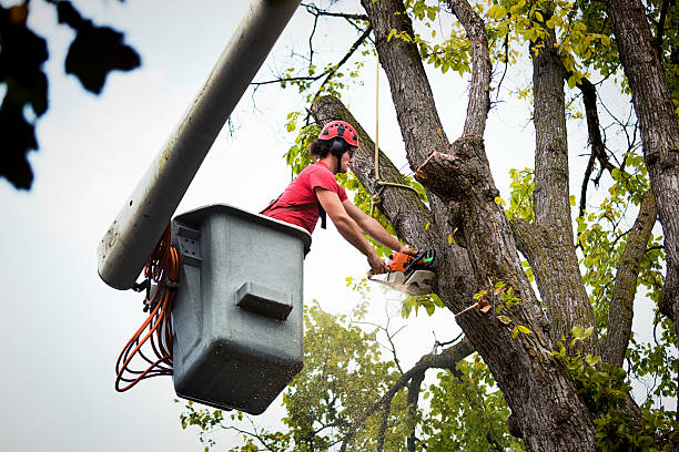 Best Hedge Trimming  in Shelter Island Heights, NY